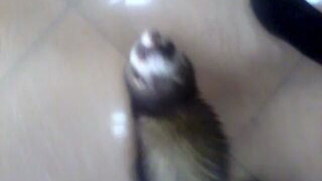 Хорек ( фредка )