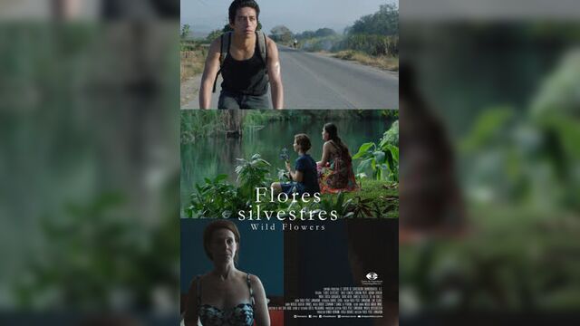 Полевые цветы _ flores silvestres _ wild flowers (2015) мексика