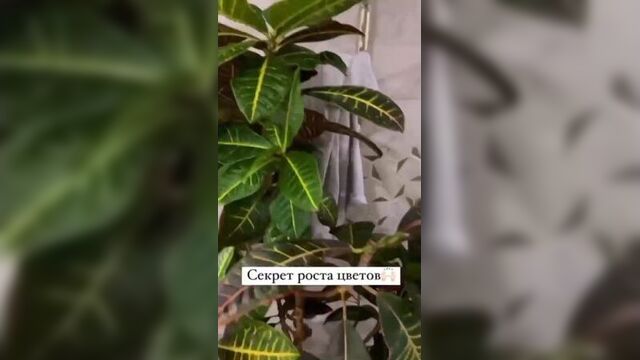 Азбука современной мамы - секрет роста комнатных цветов