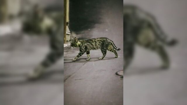 Случайные моменты и профессиональный фотограф