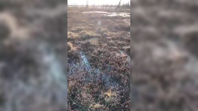 "дед мазай" в якутии спасает зайцев, оказавшихся на льдинах реки. мужчина переправляет ушастых на безопасные участки суши