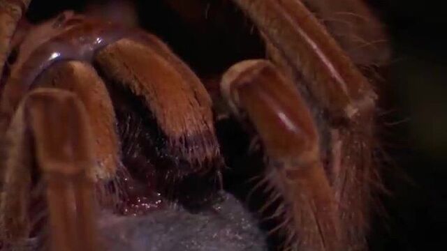 Птицеед голиаф (theraphosa blondi) - самый крупный паук в мире по массе