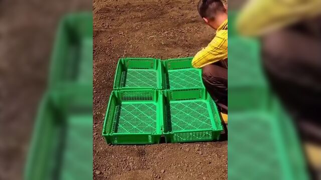 Классная теплица из выброшенных ящиков. их часто выбрасывают возле магазинов с овощами)