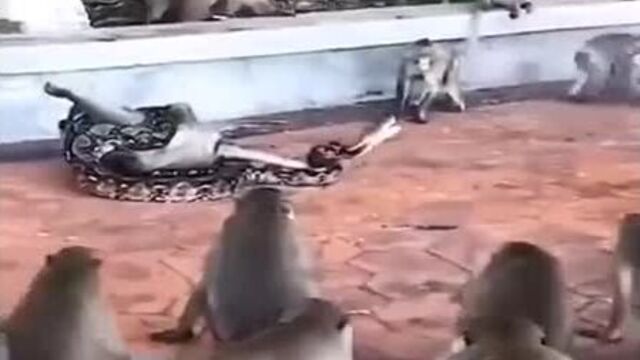 Вот он мудрый каа и мартышки!