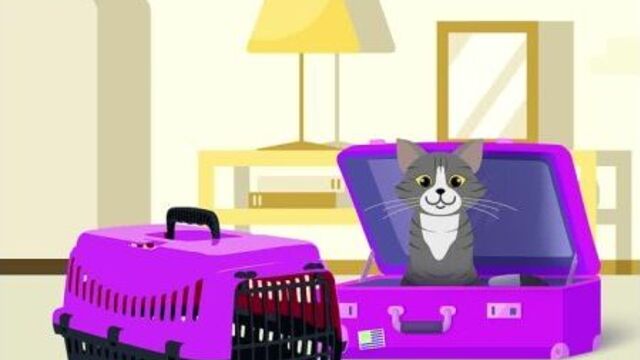 Video by whiskas belarus