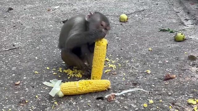 Эта обезьяна заставит вас улыбаться! гамадрил люся. тайган.