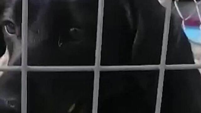 Зоо потеряшки (екатеринбург и область)