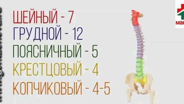 Горка орлова (массажер для позвоночника)