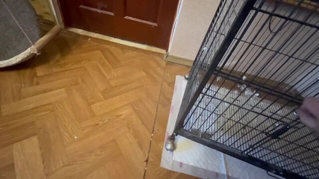 [тайган #shorts. гамадрил люська и компания] нам наконец привезли горку и люська пошла в разнос!