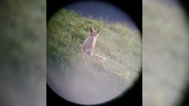 Разговор собаки и лисы