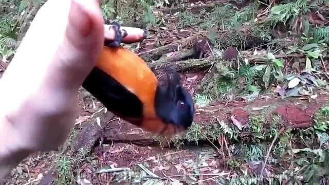 Это капюшонный питохуи (pitohui dichrous) – первая научно подтвержденная ядовитая птица