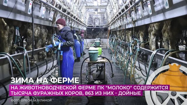 На животноводческой ферме пк "молоко" содержится тысяча фуражных коров, 863 из них - дойные