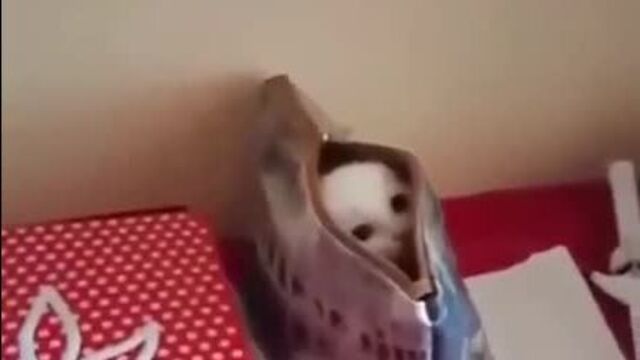 Чертик из табакерки)))