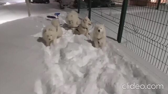 Видео от типичный соликамск [tc]