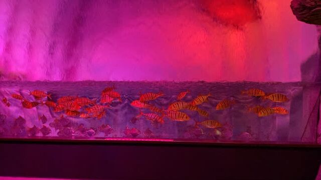 Океанариум когалым