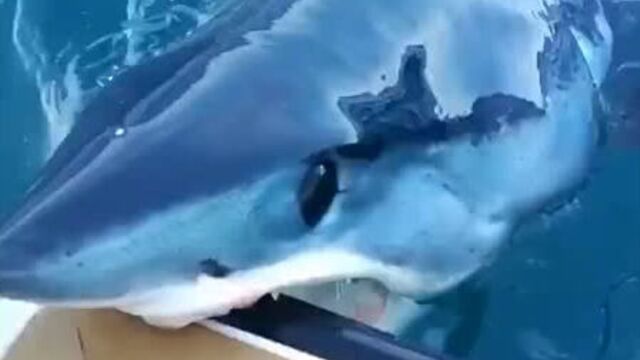 Акула и лодка