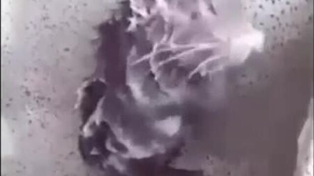 Крыса моется перед третьей мировой