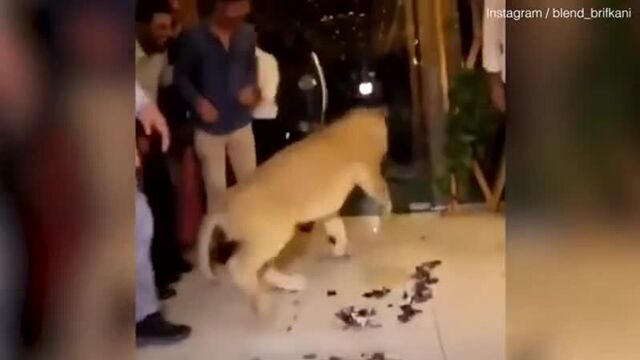 Шаа тортом в морду наа [mdk dagestan]