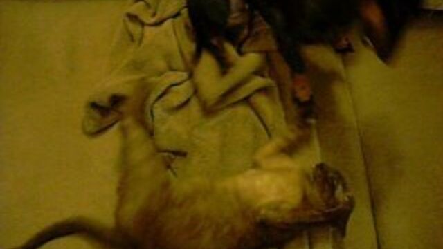 Тонкины и собаки