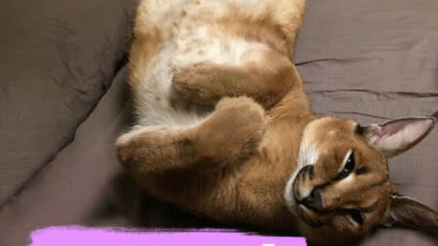 Домашний каракал гоша