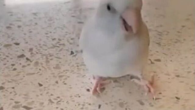 Video by freedom (фридом) воронеж