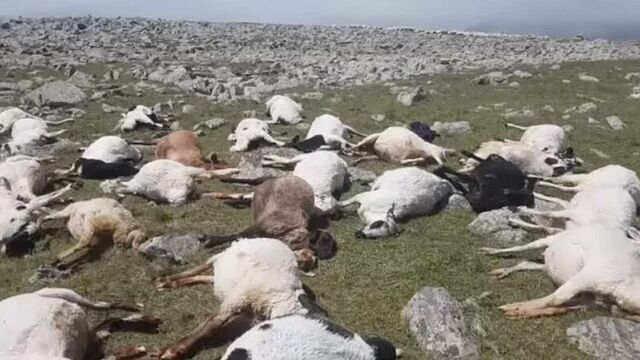 Молния убила в грузии 530 овец
