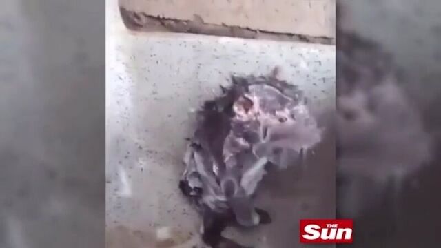 Крыса моется