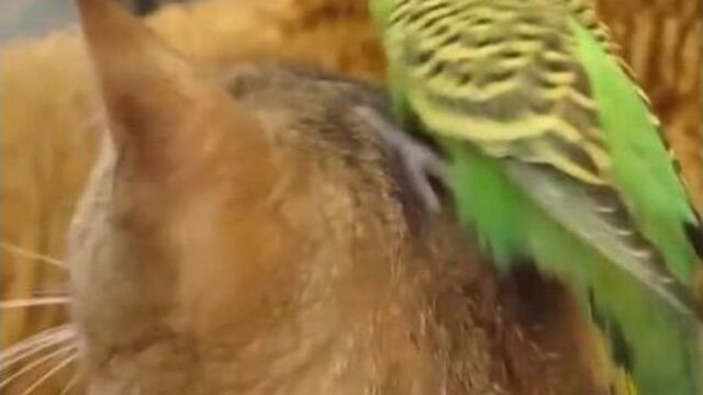 Video by жако роллы и пицца тольятти | доставка