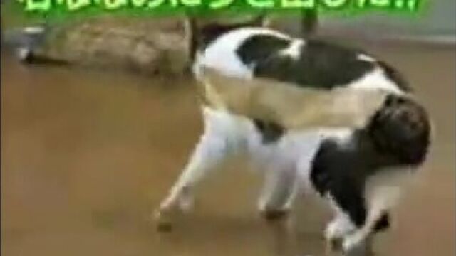 Что будет если коту приклеить скочь....