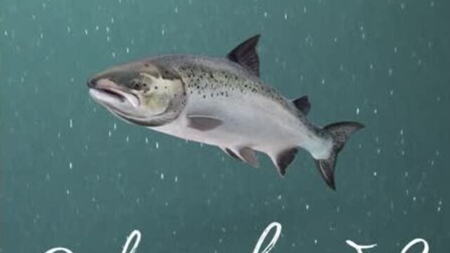 Альхадая омега-3.mov