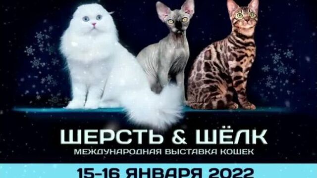 Video by хаёт. приют для бездомных собак в ташкенте