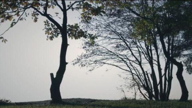 Мияги - колибри