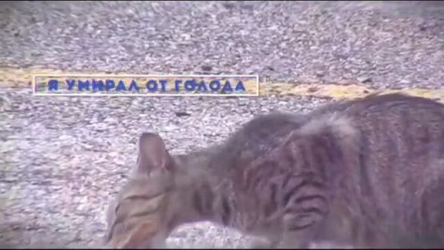 Акимат астаны зоозащита