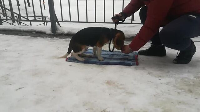 Бигль апсент, 4 мес. начало))