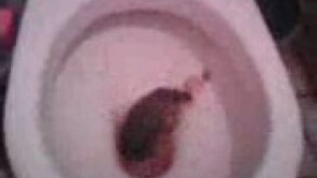 Дерьмодемон.