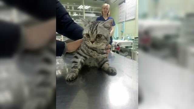 Video by смайл | ветеринарная клиника | иркутск