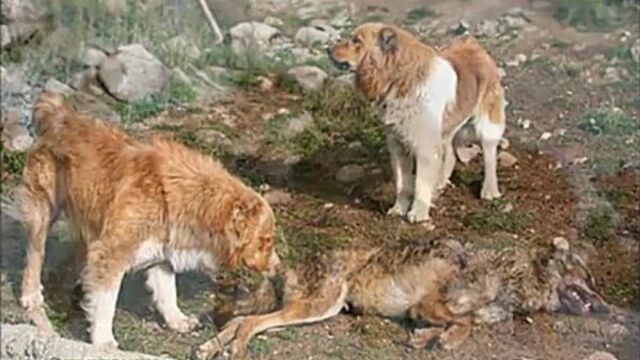 Vidmo_org_среднеазиатская собака волкодав