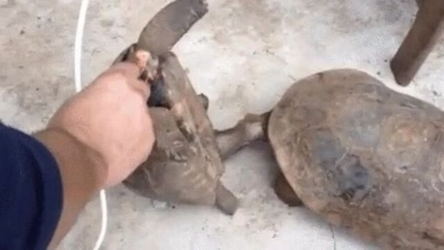 Член черепахи