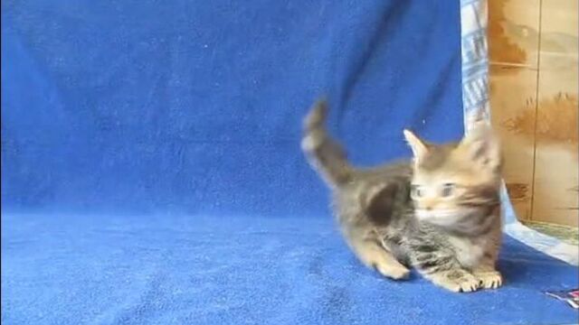 Игры манчкинов