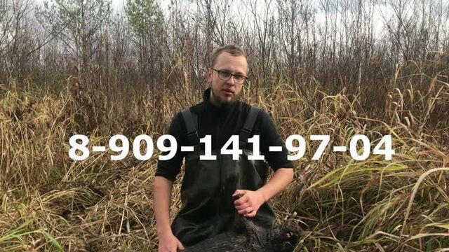 Струя бобров купить