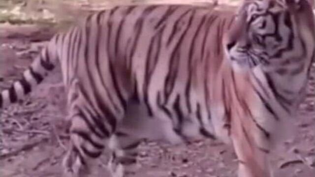 Video by смешные животные