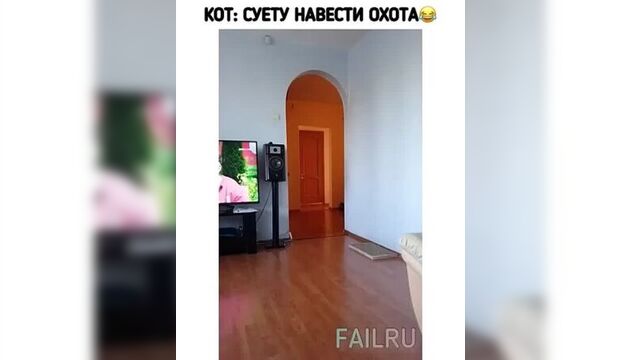 Кот: суету навести охота