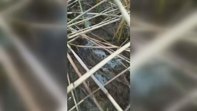 В очере во время нереста рыбы осушили городской пруд