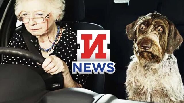 Info-lan news: бабуля за рулём дала жару