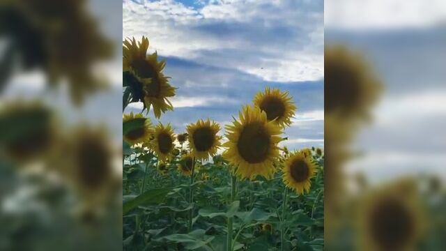 Instagram: mila_sivatskaya