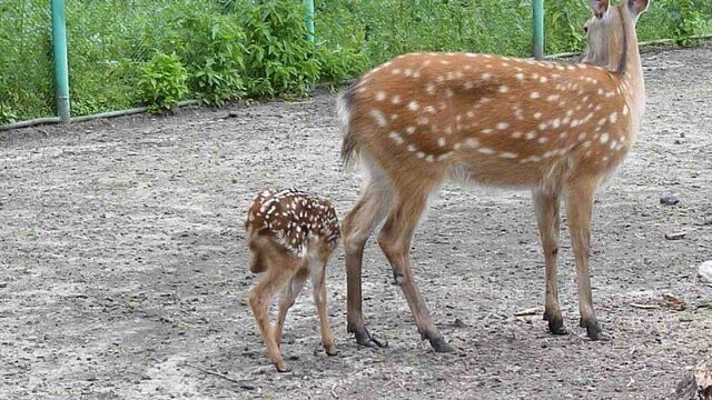 Video by большереченский зоопарк