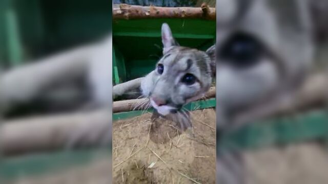 Video by "зоопарк на лампушке" | экскурсии | прогулки