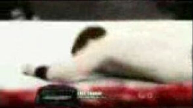 Рэнди ортон против шимуса