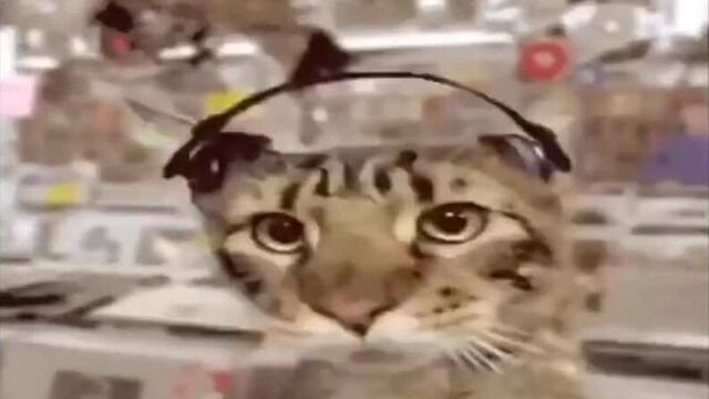 Ебанутый кот в наушниках флексит блять