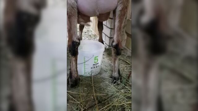 Video by англо-нубийские козы лпх зеленый ручей